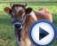 vidéos de la ferme